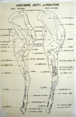 Membre antérieur du mouton (face interne ; face externe). Encre.