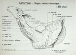 Mouton : région cervico-thoracique (2ème plan). Encre.