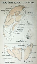 Cuisseau de veau. Encre coloriée.