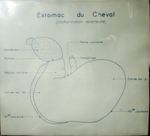 Estomac du cheval (conformation extérieure). Encre.