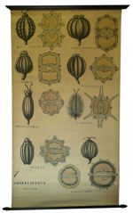 [Apiaceae, anciennement Ombellifères]. Fruits d'Ombellifères : Grande ciguë, Ciguë vireuse, Persil,  [...]