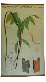 [Apocynaceae]. Apocynacées : Holarrhena floribunda : follicule, graine, écorce.