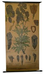 [Ranunculaceae]. Renonculacées. Aconitum napellus. Bish, Jalap, Chuen woo, Tsaou woo, Atées, Anthora [...]