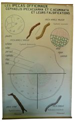 [Rubiaceae]. Rubiacées : les Ipecas officinaux. Cephaelis ipecacuanha et Cephaelis acuminata et leur [...]