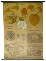 [Rutaceae]. Rutacées. Citrus : Citrus aurantium, Citrus limonum, Citrus decumana, Citrus Bigaradi, C [...]