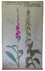 [Scrophulariaceae]. Scrophulariacées. La digitale officinale : Digitalis purpurea, Digitalis lanata.