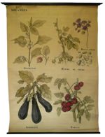 [Solanaceae]. Solanées. Solanacées comestibles : Alkékenge, Pomme de terre, Douce-amer, Aubergine, T [...]