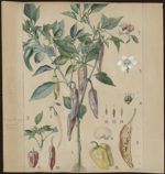 [Capsicum annuum, Capsicum fastigiatum] Piment