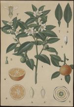 [Citrus vulgaris, Citrus aurantium]