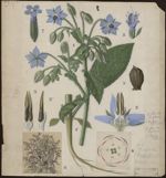 [Borago officinalis] Bourrache