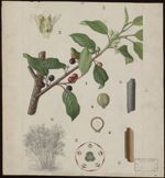 [Rhamnus frangula] Bourdaine