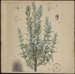 [Rosmarinus officinalis] Romarin