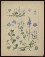 [Veronica officinalis] Véronique officinale. [Véronique beccabunga] Véronique des ruisseaux. [Véroni [...]