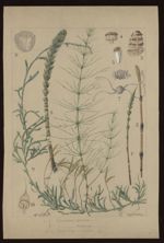 [Equisetum arvense] Prêle des champs. [Equisetum  maximum] Prêle des eaux. [Lycopodium clavatum] Lyc [...]