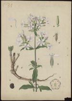 [Saponaria officinalis] Saponaire officinale