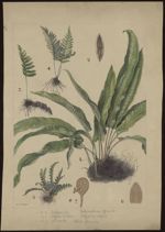 [Scolopendrium officinale] Scolopendre. [Polypodium vulgare] Polypode commun. [Ceterach officinarum] [...]