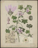 [Malva sylvestris] Grande mauve