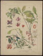 [Euonymus atropurpureus] Fusain. [Euonymus europaeus] Fusain d'Europe