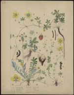 [Potentilla tormentilla] Herbe au diable. [Potentilla reptans] Quintefeuille. [Potentialla anserina] [...]