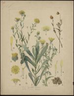 [Grindelia squarrosa]. [Grindelia robusta] Grindélias