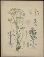 [Senecio vulgaris] Séneçon commun. [Senecio jacobaea] Séneçon de jacob