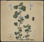 [Glechoma hederacea] Lierre