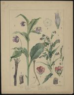 [Symphytum officinalis] Consoude officinale. Cynoglossum officinale