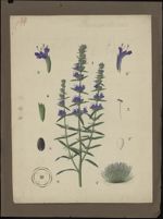 [Hyssopus officinalis] Hysope