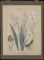 [Iris pallida] Iris pâle. [Iris florentina] Iris de Florence. [Iris germanica] Iris d’Allemagne