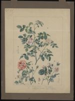 [Rosa Gallica] Rose de Provins. [Rosa centifolia] Rosier Cent-feuilles