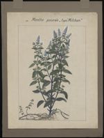 [Mentha piperita] Menthe poivrée