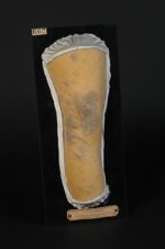 Lichen corné (Inv. 1922). Lichen tubéreux