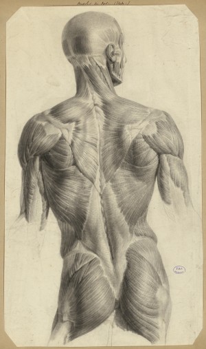 Nicolas Henri Jacob : Muscles du dos (étude). Dessin pour le Traité complet de l'anatomie de l'homme de J. M. Bourgery, 1831-1854. Paris, BIU Santé, cote : Ms 81.