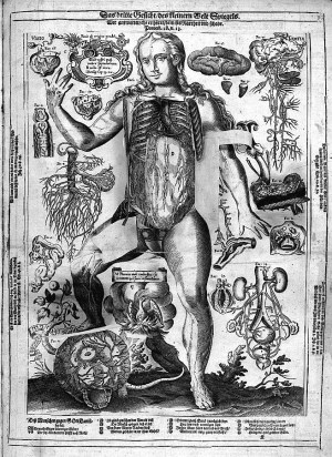 Planche ouverte montrant l'intérieur du thorax et de l'abdomen, Remmelin, 1661