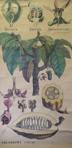 Le theobroma Cacao