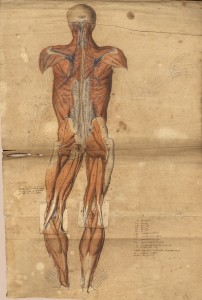 Myologie du corps entier (Ms 27)