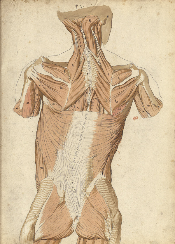 Myology of the back (Ms 27)