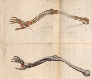 Myologie du bras (Ms 28)