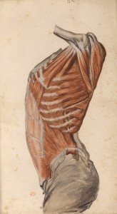 Myologie du torse (Ms 28)