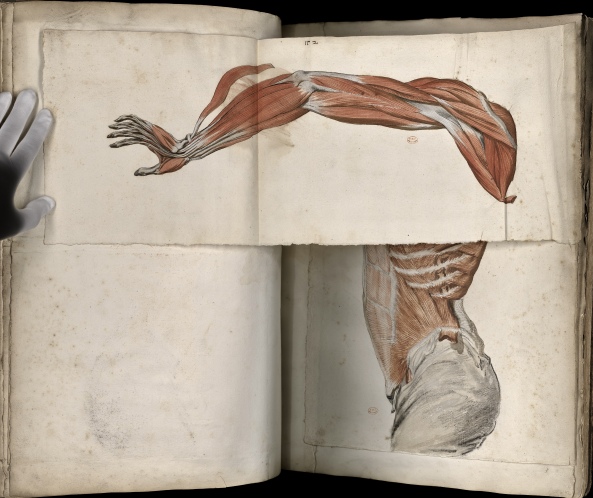 Myology of the torso and the arm with a movable part (Ms 28)