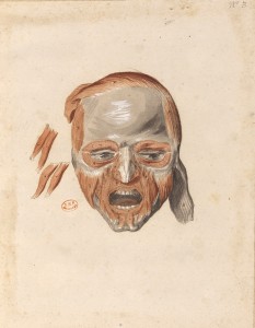 Myologie de la tête (Ms 28)