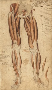 Myologie des membres inférieurs (Ms 29)