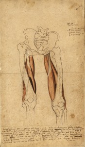 Myologie des membres inférieurs avec colophon (Ms 29)