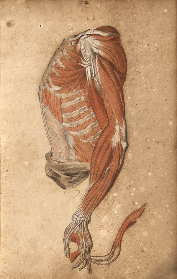 Myology of the torso seen from profile (Ms 28)