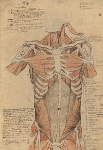 Myologie du torse vu de face (Ms 29)