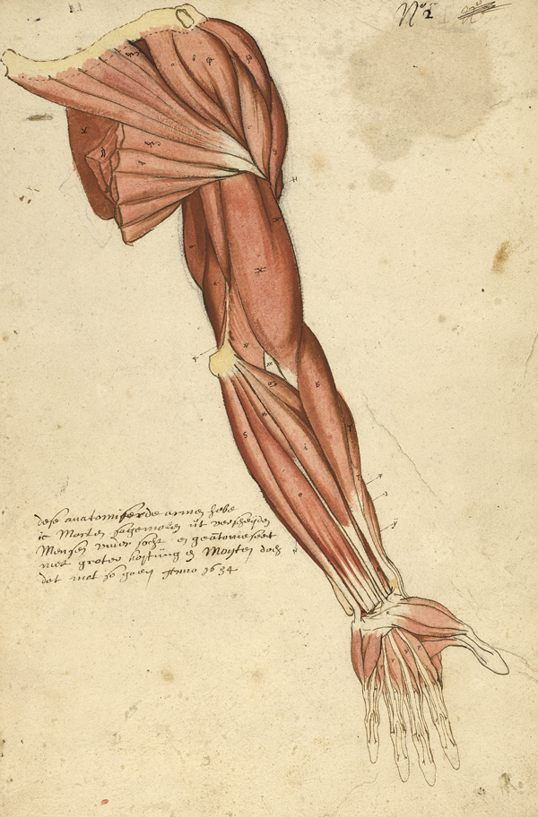 Small myology of the arm and shoulder, dated 1654 and signed by Marten Sagemolen (Ms 29) 