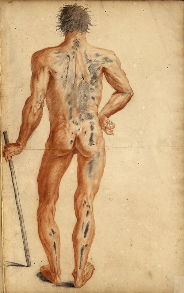 Large myology of the full body: live subject leaning on a graduated measuring rod (Ms 30; the whites have turned to soot black over time)