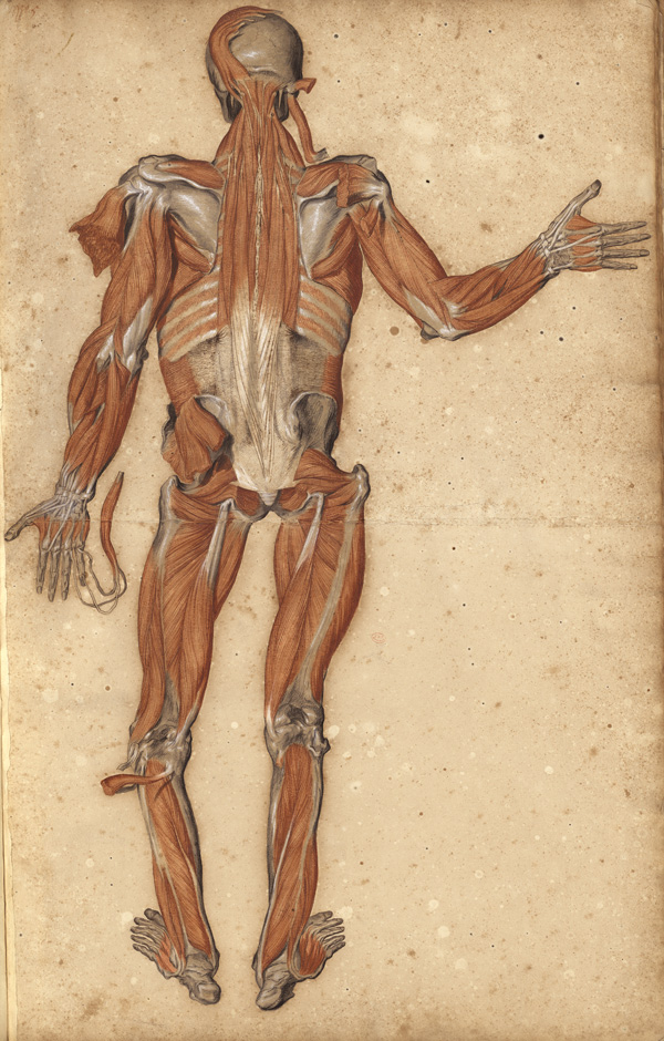 Large myology of the full body: back view (Ms 30)