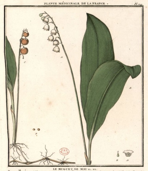 Muguet